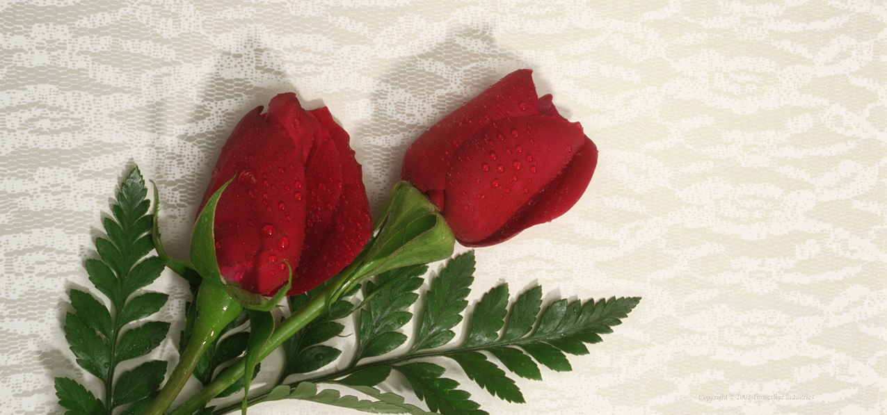 003 Red Roses NO Text
